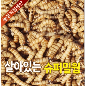 고슴도치농장,슈퍼밀웜 2000마리 (4~5cm){농장직접생산}무료배송